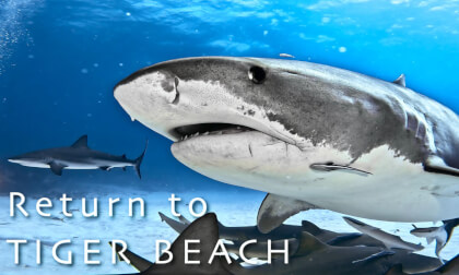 vr类资源下载安卓 Tiger Shark 虎鲨