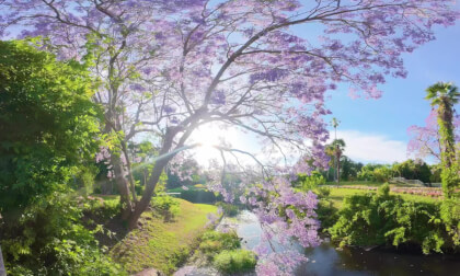 8K 360度视频百度云免费下载 悉尼的蓝花楹